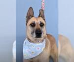 Small German Shepherd Dog