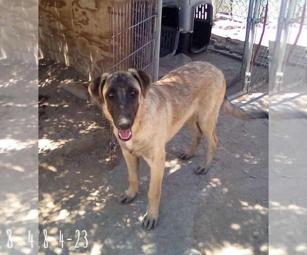 Medium Photo #3 German Shepherd Dog-Unknown Mix Puppy For Sale in Apple Valley, CA, USA