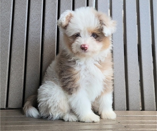 Medium Photo #1 Pom-A-Poo Puppy For Sale in ORRVILLE, OH, USA