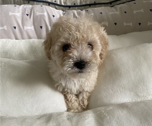 Maltese-Poodle (Toy) Mix Puppy for sale in N HOLLYWOOD, CA, USA