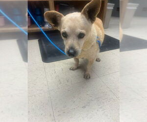 Chihuahua-Unknown Mix Dogs for adoption in Stockton, CA, USA