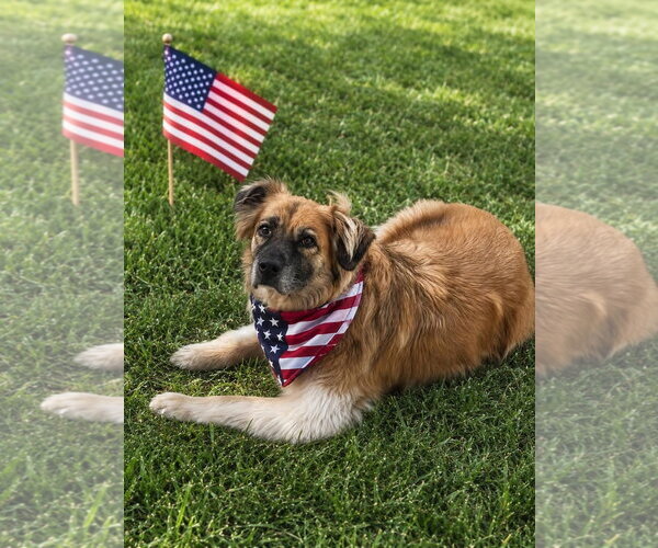 Medium Photo #5 Golden Retriever-Unknown Mix Puppy For Sale in Germantown, OH, USA
