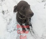 Small Photo #5 Labrador Retriever Puppy For Sale in BUCYRUS, OH, USA