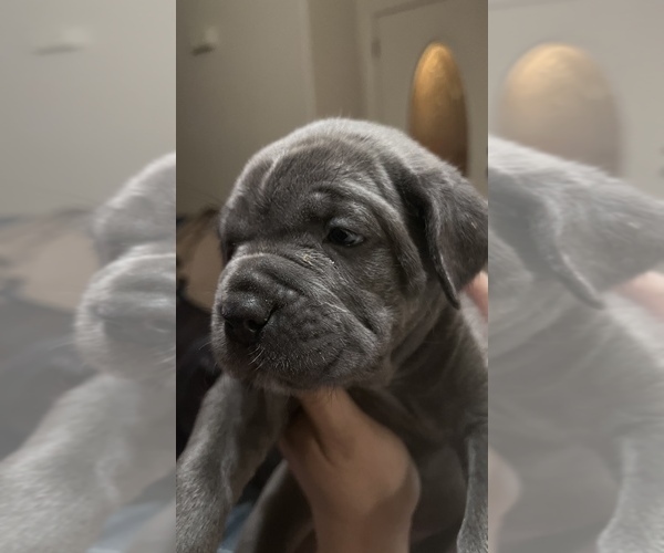 Full screen Photo #14 Cane Corso Puppy For Sale in HOLTVILLE, CA, USA
