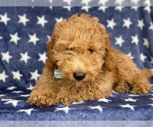 Goldendoodle Puppy for sale in LANCASTER, PA, USA