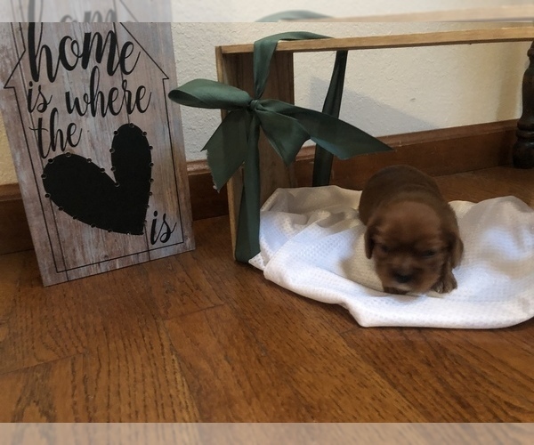 Medium Photo #1 Cavalier King Charles Spaniel Puppy For Sale in STE GENEVIEVE, MO, USA
