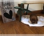 Small Photo #1 Cavalier King Charles Spaniel Puppy For Sale in STE GENEVIEVE, MO, USA