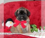 Small #2 Mastiff
