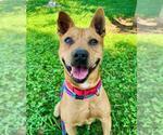 Small American Pit Bull Terrier Mix