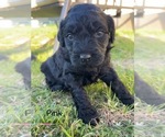 Small Photo #28 Rottle Puppy For Sale in CHICKAMAUGA, GA, USA