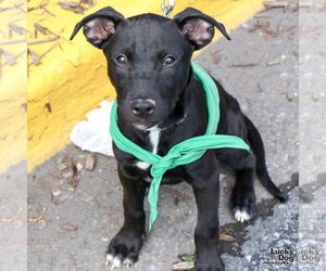 Labrador Retriever-Unknown Mix Dogs for adoption in Washington, DC, USA