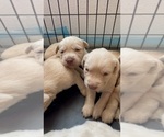 Small #5 Golden Labrador