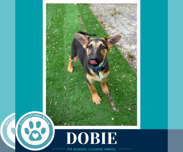 Medium Photo #3 German Shepherd Dog Puppy For Sale in Kimberton, PA, USA