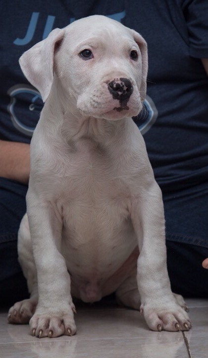 Medium Photo #4 Dogo Argentino Puppy For Sale in COLLEGE STA, TX, USA
