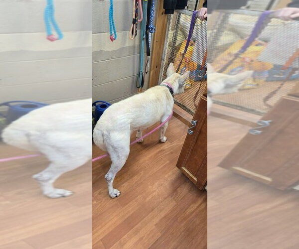 Medium Photo #11 Mutt Puppy For Sale in Richmond, IN, USA