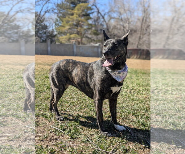 Medium Photo #16 Holland Shepherd-Unknown Mix Puppy For Sale in Sandy, UT, USA