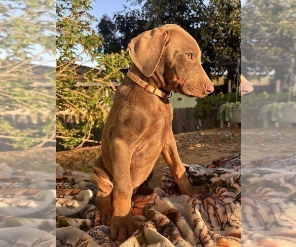 Medium Photo #9 Doberman Pinscher Puppy For Sale in ONTARIO, CA, USA