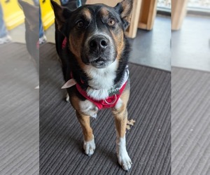 Kit - Male Siberian Husky-Unknown Mix Dog for Adoption - Photo #2