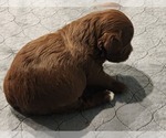 Small Photo #2 YorkiePoo Puppy For Sale in BLUE MOUND, TX, USA