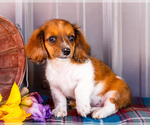 Small Photo #38 Dachshund Puppy For Sale in WAKARUSA, IN, USA