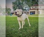 Small Photo #1 American Bulldog Puppy For Sale in WHEELING, IL, USA