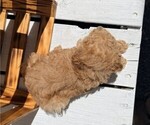 Small Photo #2 Poodle (Miniature) Puppy For Sale in CURTISS, WI, USA
