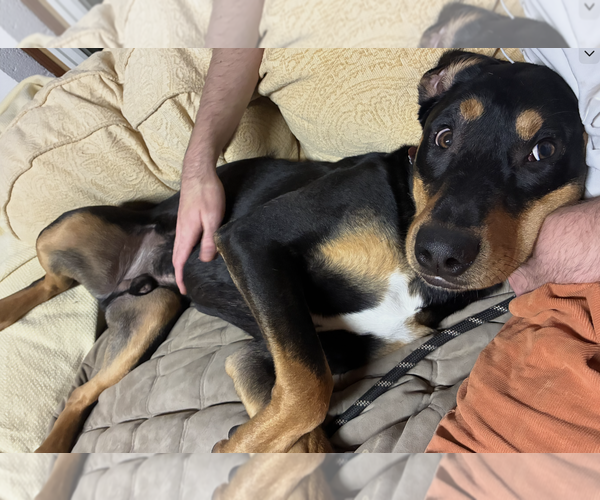 Medium Photo #6 Rottweiler-Unknown Mix Puppy For Sale in White Hall, AR, USA