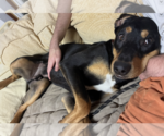 Small #5 Rottweiler Mix