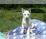 Small #5 German Shepherd Dog