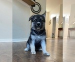 Small Photo #2 Siberian Husky Puppy For Sale in APOPKA, FL, USA