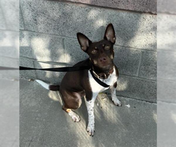 Medium Photo #2 Chihuahua-Unknown Mix Puppy For Sale in Redlands, CA, USA