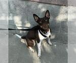 Small #1 Chihuahua Mix