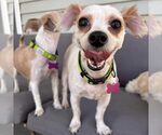 Small Maltese Mix