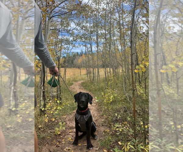 Medium Photo #3 Labrador Retriever-Unknown Mix Puppy For Sale in Fort Collins, CO, USA