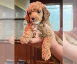 Puppy 2 Poodle (Miniature)