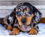 Small #2 Dachshund