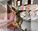 Small Chihuahua