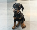Small Doberman Pinscher