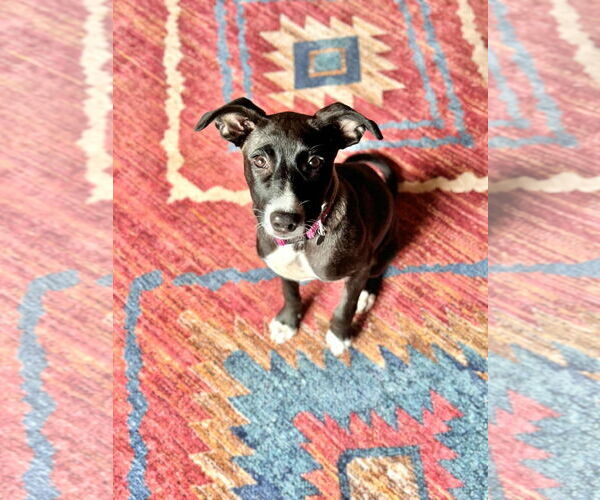 Medium Photo #1 Border Collie-Unknown Mix Puppy For Sale in Duluth, MN, USA