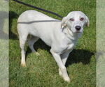 Small #1 Catahoula Leopard Dog Mix