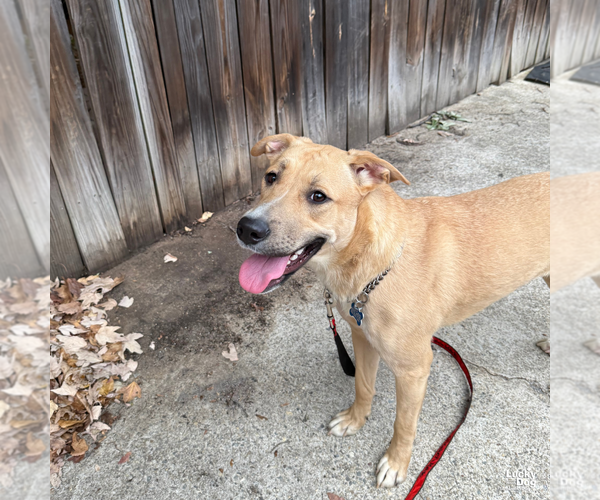 Medium Photo #6 Mutt Puppy For Sale in Washington, DC, USA