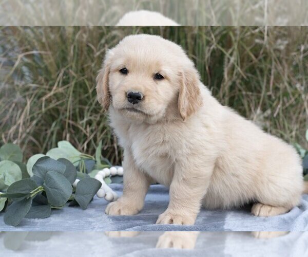 Medium Photo #7 Golden Retriever Puppy For Sale in MILLERSBURG, OH, USA