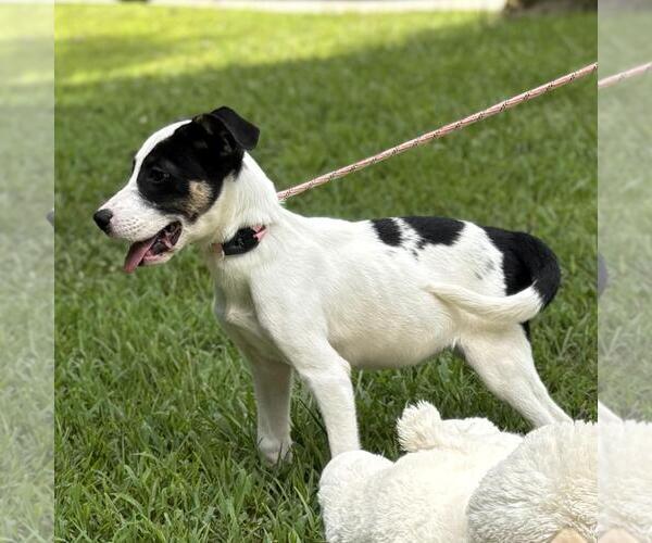 Medium Photo #3 Labrenees Puppy For Sale in Yardley, PA, USA