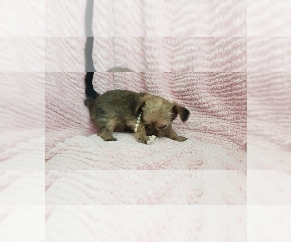 Medium Photo #37 Shorkie Tzu Puppy For Sale in NEVADA, TX, USA