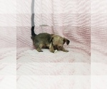 Small Photo #37 Shorkie Tzu Puppy For Sale in NEVADA, TX, USA
