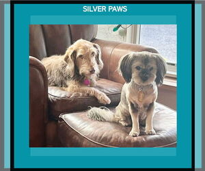 Silky Terrier-Unknown Mix Dogs for adoption in Royal Palm Beach, FL, USA
