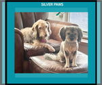 Small Silky Terrier Mix
