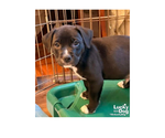 Small #5 Mutt