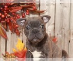 Small Photo #2 Faux Frenchbo Bulldog Puppy For Sale in MOUNT VERNON, OH, USA