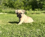 Small Photo #21 American Bully Puppy For Sale in PLAINFIELD, CT, USA